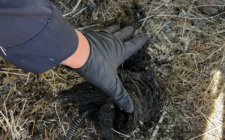 Intrusión de raíces extraída de una línea de alcantarillado